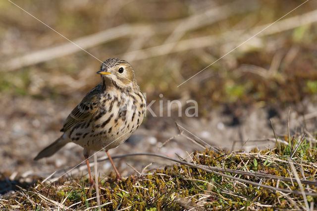 Meadow Pipit (Anthus pratensis)