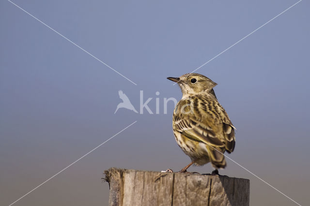 Graspieper (Anthus pratensis)