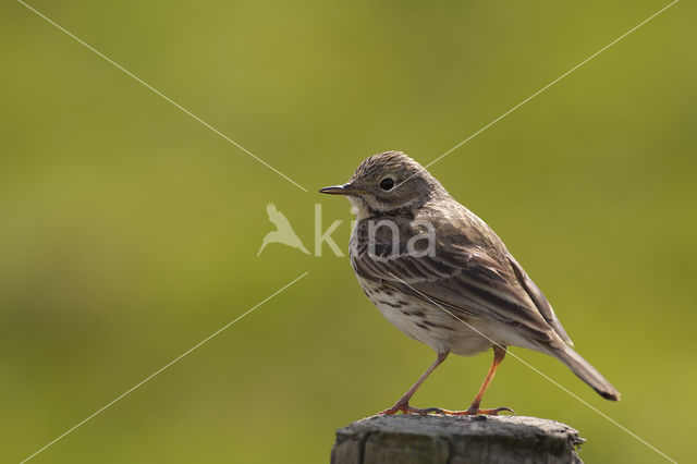 Meadow Pipit (Anthus pratensis)