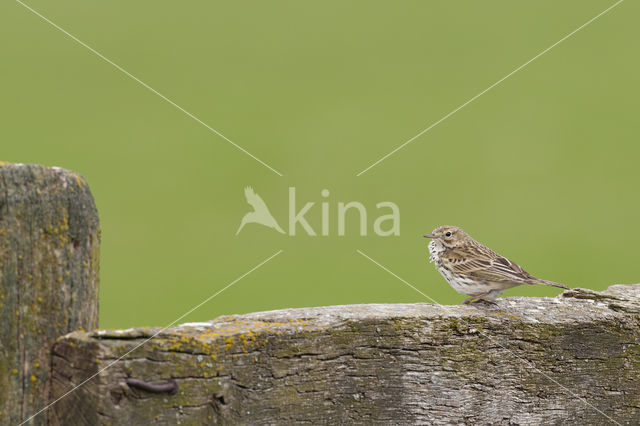 Meadow Pipit (Anthus pratensis)