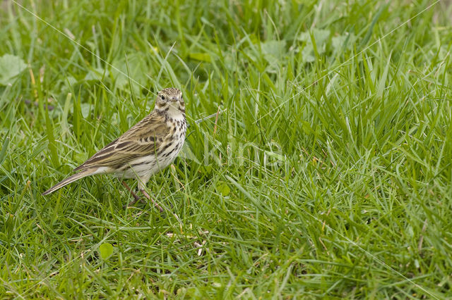 Graspieper (Anthus pratensis)