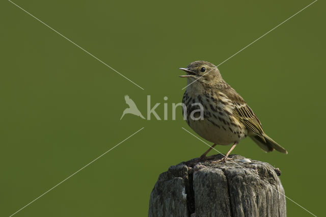 Meadow Pipit (Anthus pratensis)