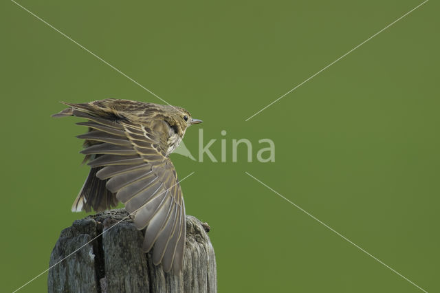 Graspieper (Anthus pratensis)