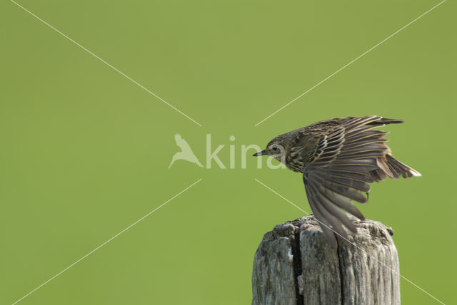 Meadow Pipit (Anthus pratensis)