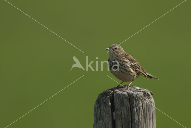 Graspieper (Anthus pratensis)