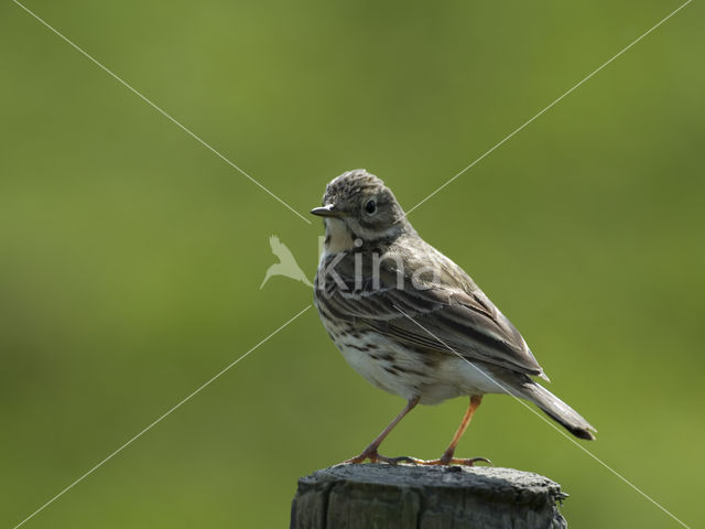 Graspieper (Anthus pratensis)