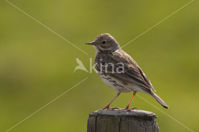 Meadow Pipit (Anthus pratensis)