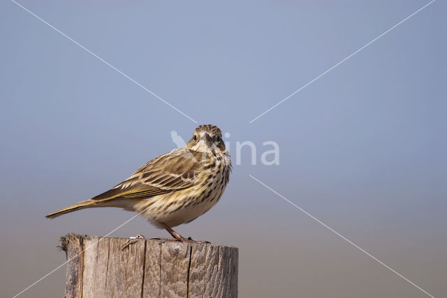 Meadow Pipit (Anthus pratensis)