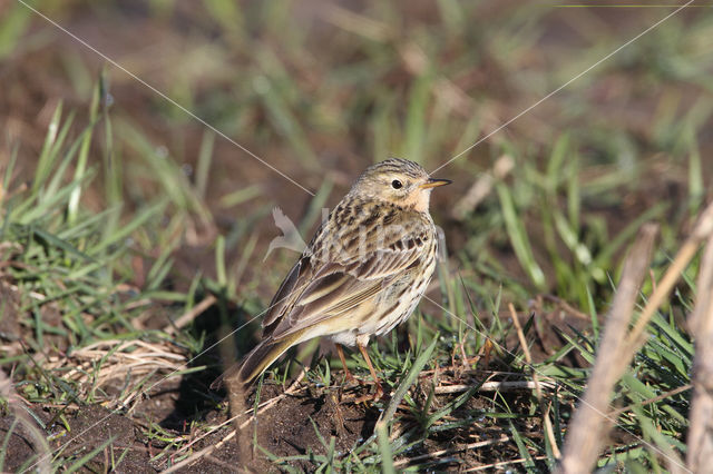 Graspieper (Anthus pratensis)