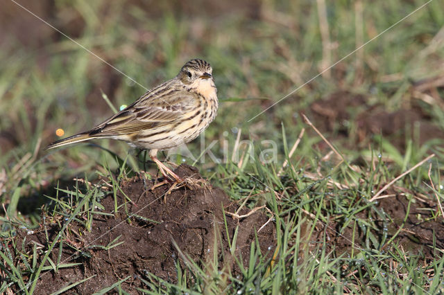 Meadow Pipit (Anthus pratensis)