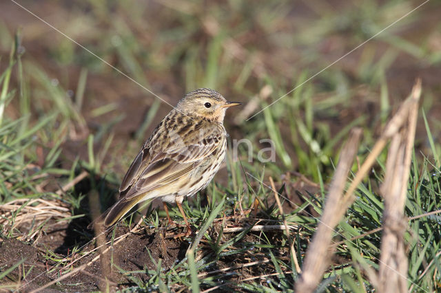 Meadow Pipit (Anthus pratensis)