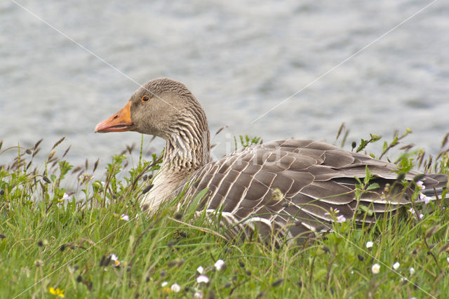 Grey Lag-Goose (Anser anser)