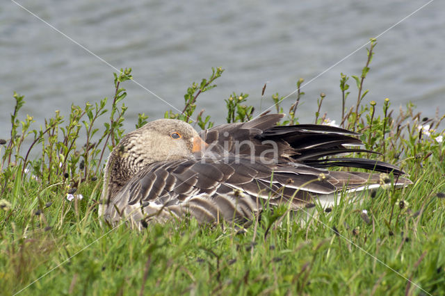 Grey Lag-Goose (Anser anser)