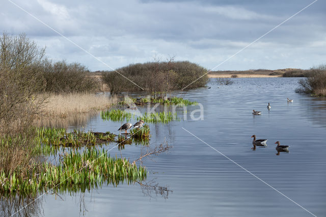 Grauwe Gans (Anser anser)