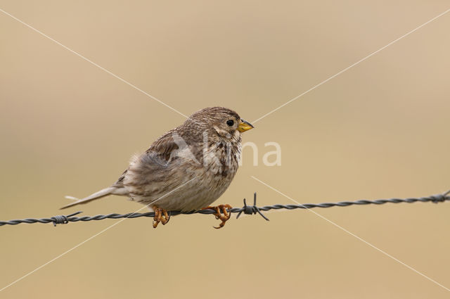 Grauwe Gors (Miliaria calandra)