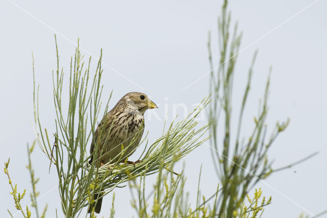 Grauwe Gors (Miliaria calandra)