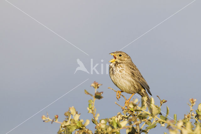 Corn Bunting (Miliaria calandra)