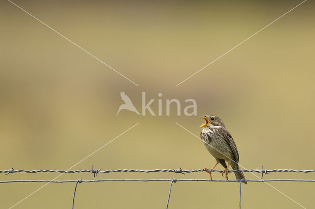 Corn Bunting (Miliaria calandra)