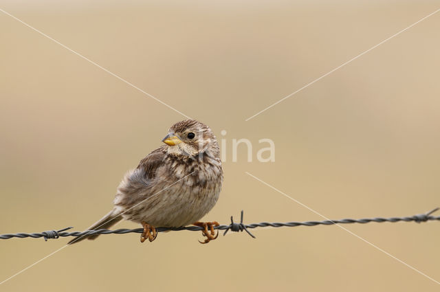 Grauwe Gors (Miliaria calandra)