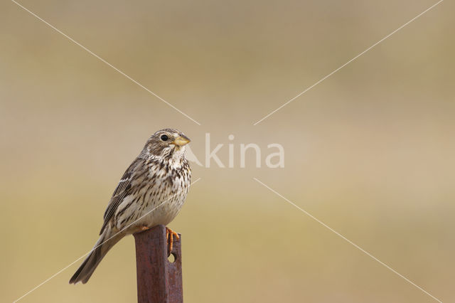 Grauwe Gors (Miliaria calandra)