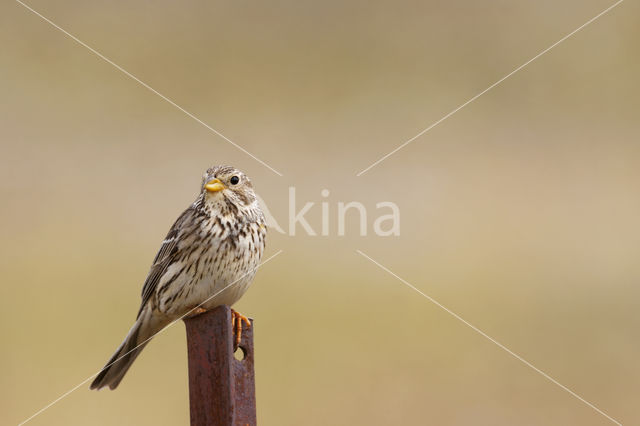 Grauwe Gors (Miliaria calandra)