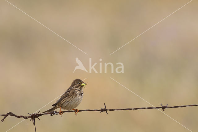 Corn Bunting (Miliaria calandra)