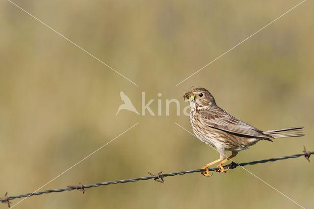 Grauwe Gors (Miliaria calandra)