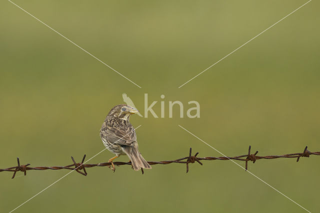 Grauwe Gors (Miliaria calandra)