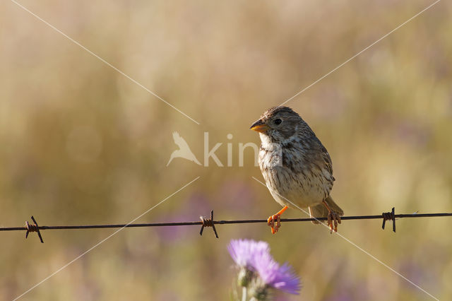 Grauwe Gors (Miliaria calandra)