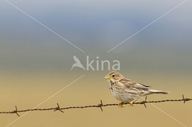 Corn Bunting (Miliaria calandra)