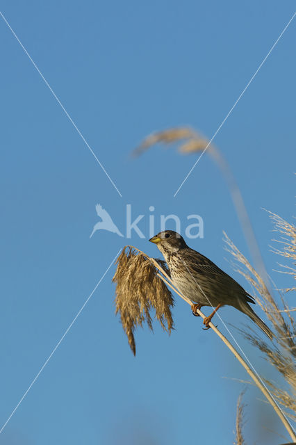 Grauwe Gors (Miliaria calandra)