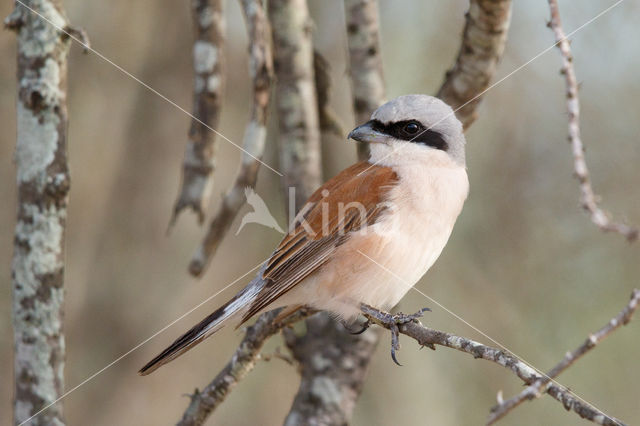 Grauwe Klauwier (Lanius collurio)