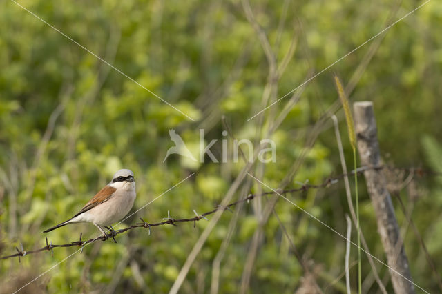 Grauwe Klauwier (Lanius collurio)