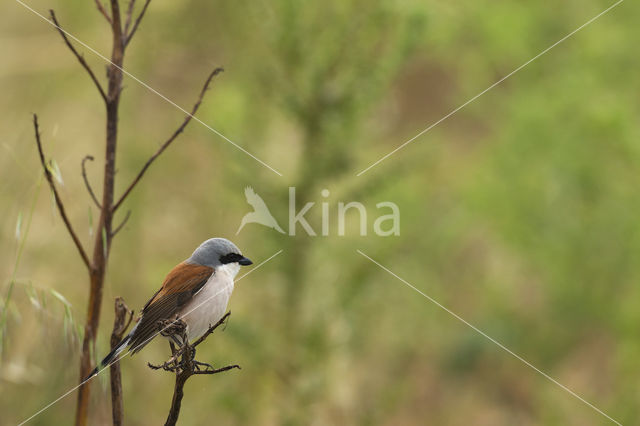 Grauwe Klauwier (Lanius collurio)