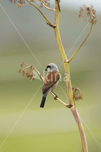 Grauwe Klauwier (Lanius collurio)