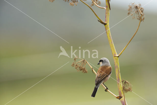 Grauwe Klauwier (Lanius collurio)