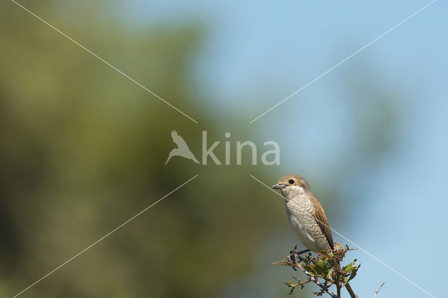 Grauwe Klauwier (Lanius collurio)