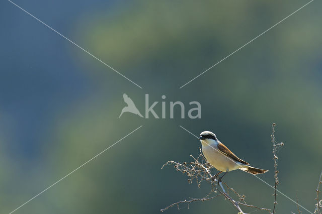 Grauwe Klauwier (Lanius collurio)