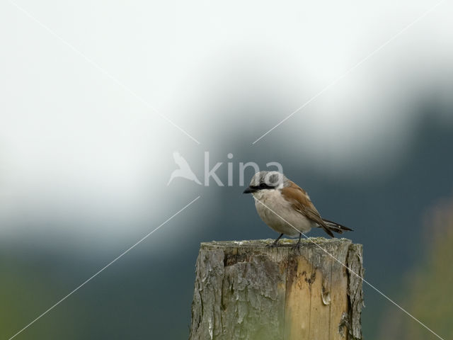 Grauwe Klauwier (Lanius collurio)