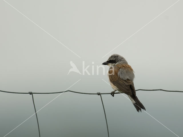 Grauwe Klauwier (Lanius collurio)
