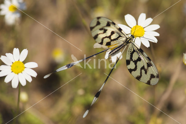 Grecian Streamertail (Nemoptera coa)