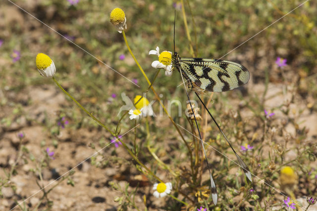 Grecian Streamertail (Nemoptera coa)