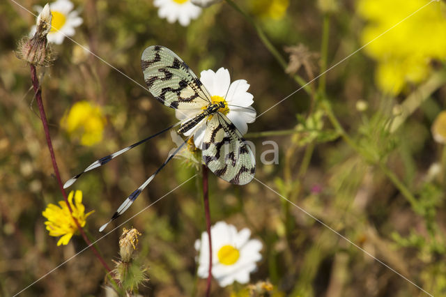 Grecian Streamertail (Nemoptera coa)