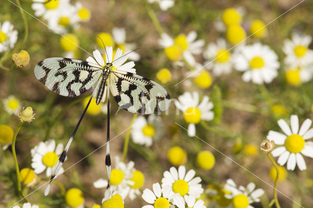 Grecian Streamertail (Nemoptera coa)