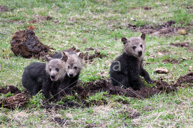 Grizzly Bear (Ursus arctos horribilis)