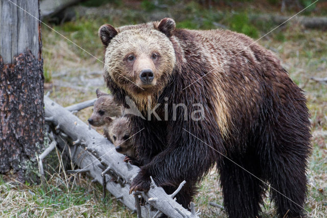 Grizzlybeer