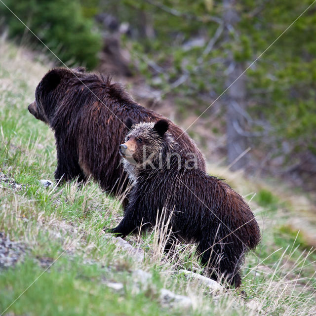 Grizzlybeer