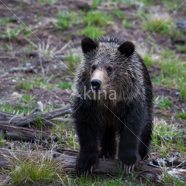 Grizzly Bear (Ursus arctos horribilis)