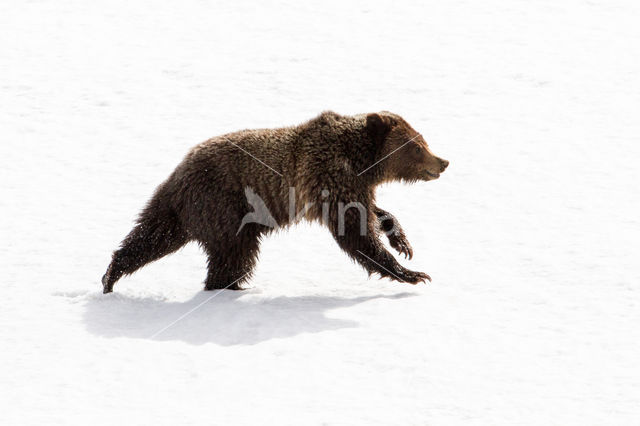 Grizzly Bear (Ursus arctos horribilis)