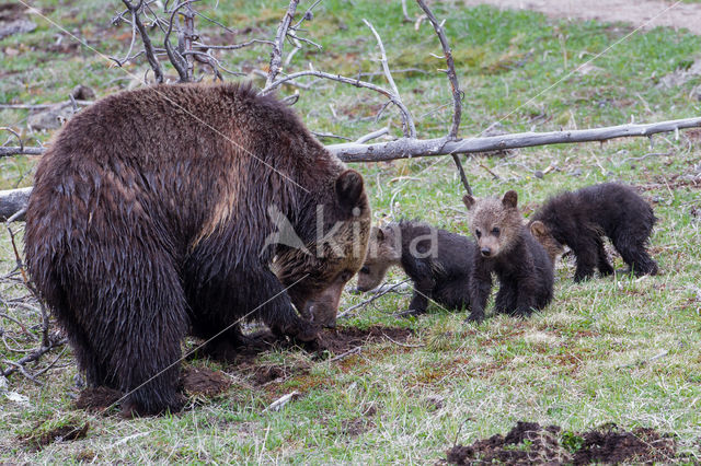 Grizzly Bear (Ursus arctos horribilis)